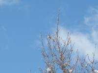 a sparrow on winter morning