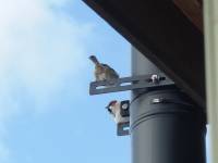 fluffy winter sparrows