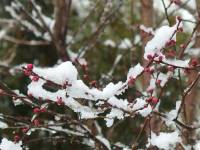 cherry buds in the snow