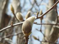 magnoria buds fully growing