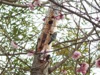 a woodpecker in cherry blossoms