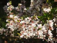 Nanking cherry blossom
