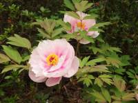 peonies bloom