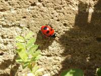 a ladybug