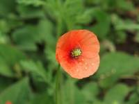 poppy flower