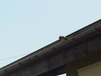 a spallow on the roof