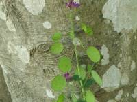 lunaria