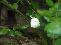 white rosebud