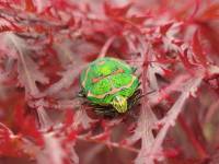 Poecilocoris Lewisii