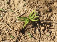 water spinach sprouts