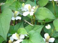 a young mantis in fish mint bush