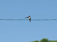 swallow on the wire