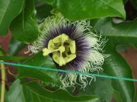 Passion flower