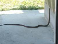 rising snake