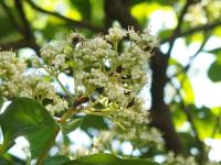 Japanese coral tree blossoms