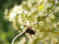 sweet viburnum flower