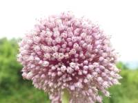Allium