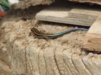 young Japanese grass lizard