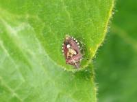 Dolycoris baccarum