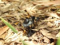 black mushroom
