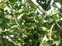 ginkgo berries