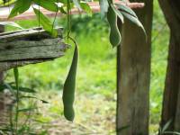 wisteria fruit
