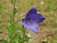 Balloon flower