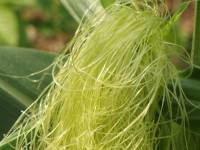 Corn silk
