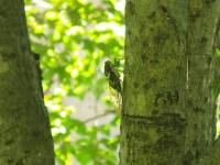 Robust cicada
