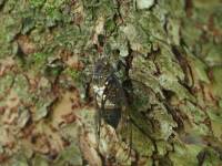 cicada on the bark