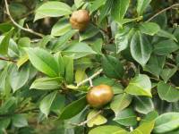 camellia fruits