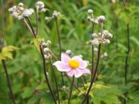 Japanese anemone