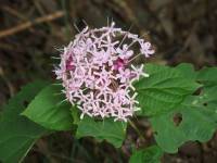 Mexican hydrangea
