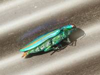 a jewel beetle