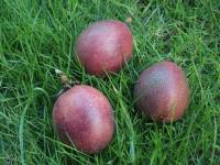 passion fruit