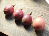 passion fruit + 1