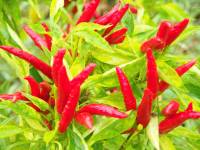 unpicked red peppers