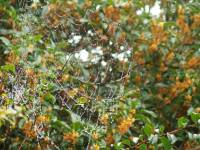 raindrops on the spider web