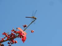 a red dragonfly
