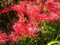 red spider lilies