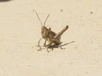 grasshopper