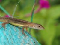 Japanese grass lizard