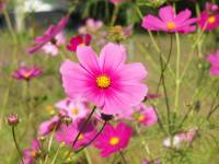 cosmos flowers