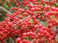 pyracantha