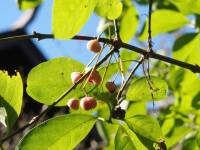 spindre tree berries