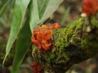 jelly leaf
