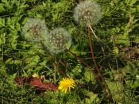 dandelions