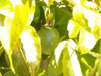 passion fruit