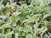 frosted mugwort leaves 