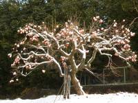 snow capped persimmon tree